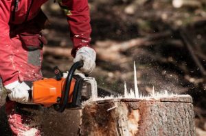 stump removal Adelaide