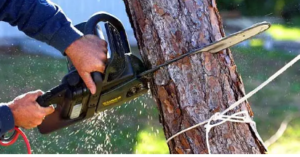 safest tree services 