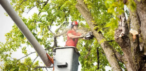 BlackStumpTreeServices tree removal